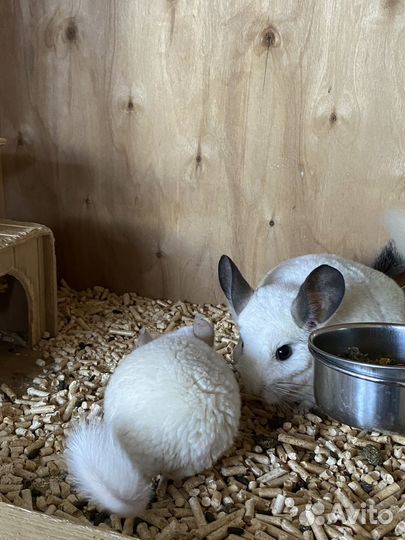 Шиншилла девочка
