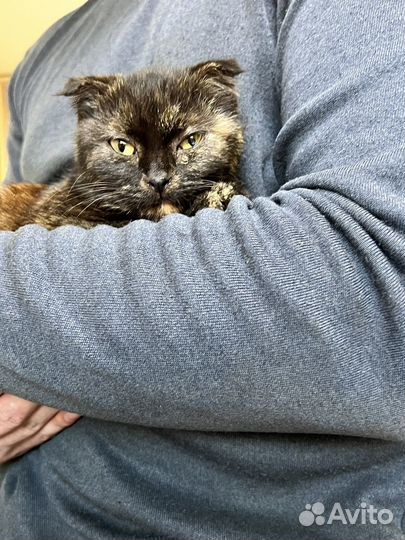 Кошки вислоухие