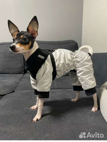 Новый комбинезон для собак
