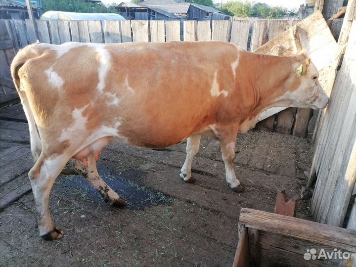 Корова дойная