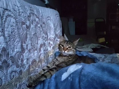 Взрослая, кошка в добрые руки, Тбилиси