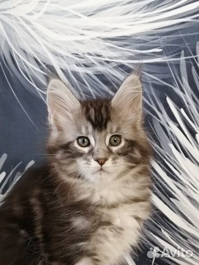 Котята мейн-кун