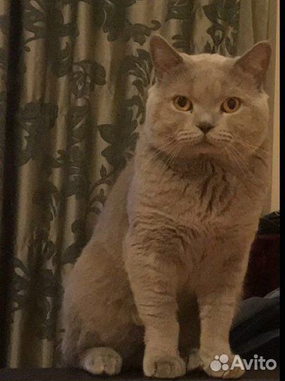 Вязка британского кота