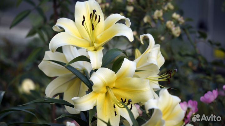 Лилии сорта Manissa