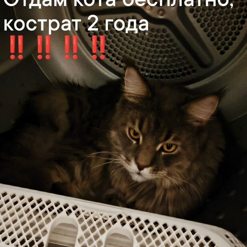 Отдам бесплатно кота