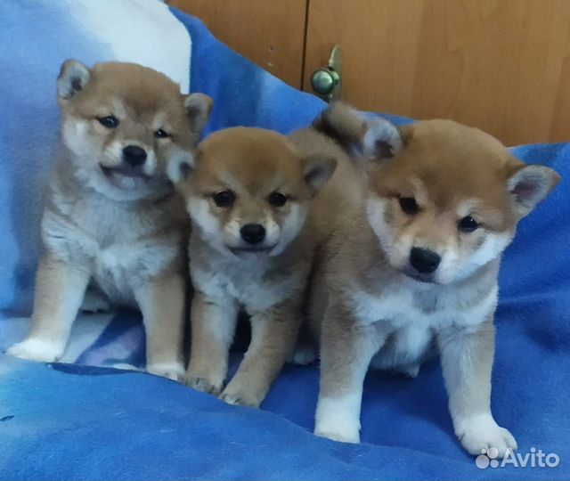 Щенки сиба ину