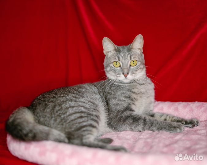 Кошка окрас серый табби в добрые руки