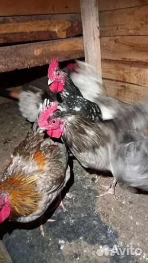 Молодые петухи