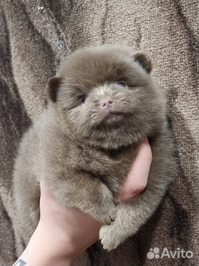 Продается лиловая девочка