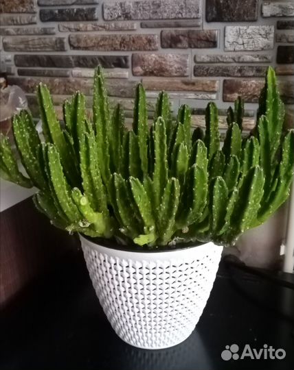 Кактус цереум