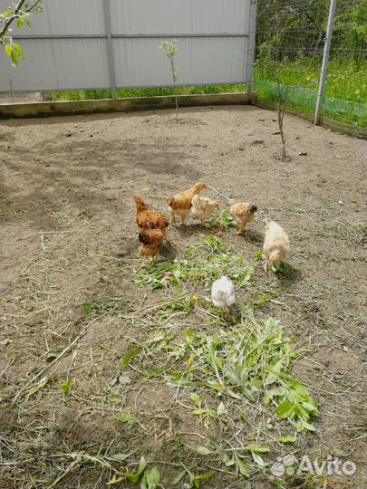 Домашняя птица, Я Й Ц О куриное