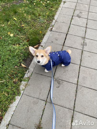 Одежда для корги