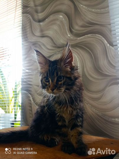 Девочка красавица