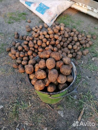 Продам картофель