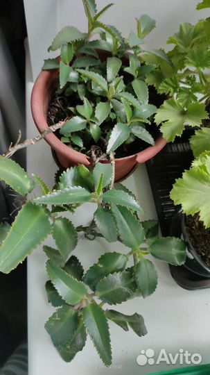 Комнатные цветы герань,каланхоэ,алоэ,хавортия