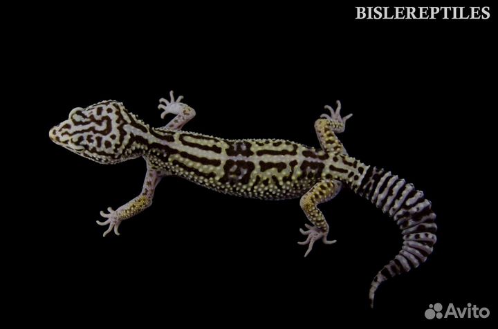 Иранский эублефар, геккон