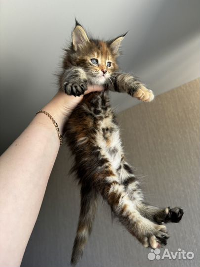 Котята мейн-кун