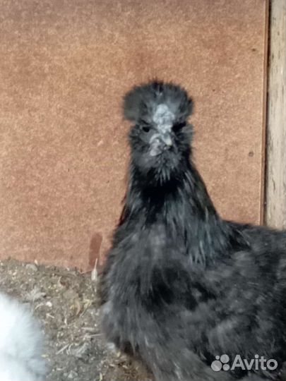 Куры петухи и цыплята китайской шелковой