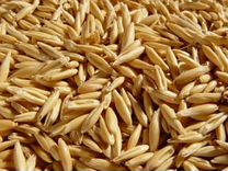 Овес ячмень пшеница, тритикале