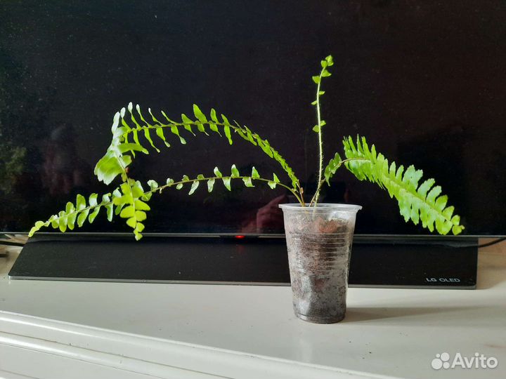 Вариегатные, ароидные, папоротники