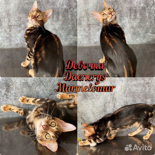 Бенгальские клубные котята
