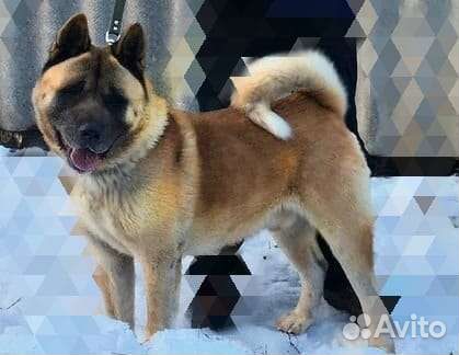 Американская акита вязка