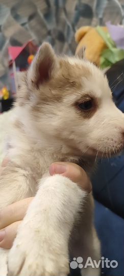 Щенки сибирской хаски