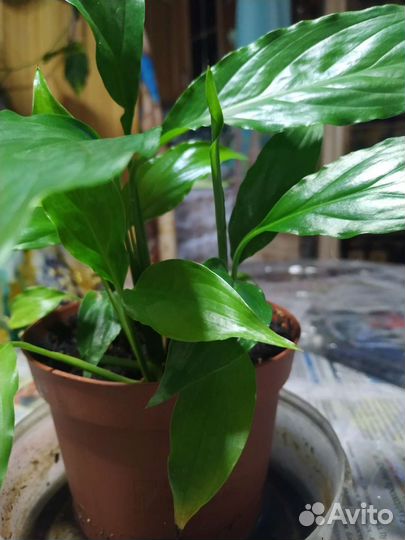 Спатифиллум