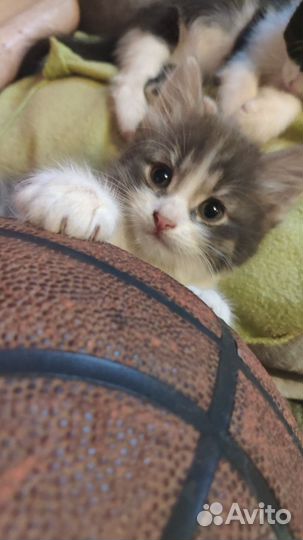 Котик мальчик