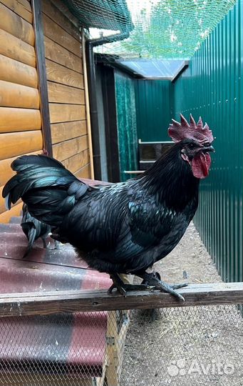 Чистопородный петух на племя Ухейилюй 5 месяцев