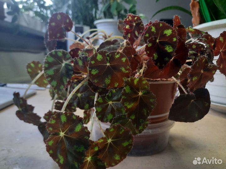 Бегония, китайская роза, толстянка