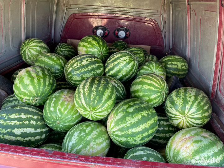 Арбуз