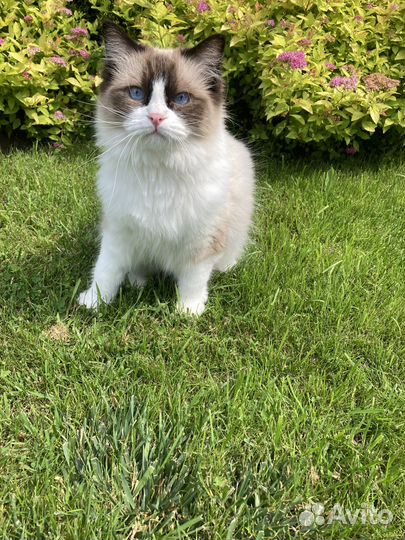 Кошки рэгдолл