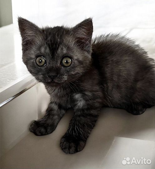 Шотландские котята(девочка прямоухая)