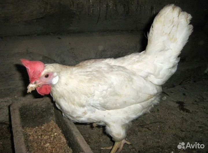 Куры несушки легорн