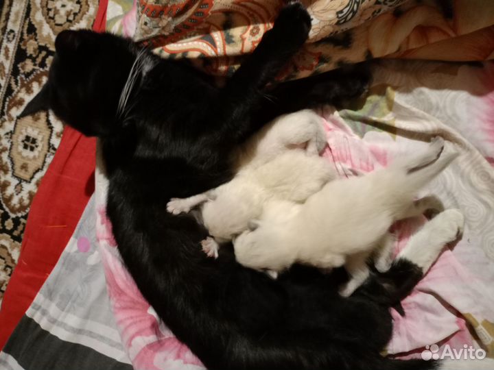 Домашние животные кошки