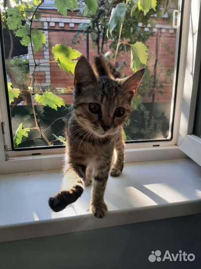 Котёнок бесплатно