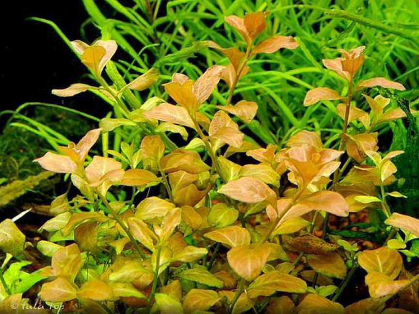 Людвигия овальная (Ludwigia ovalis)