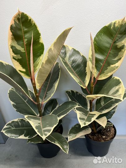 Фикус эластика тинеке