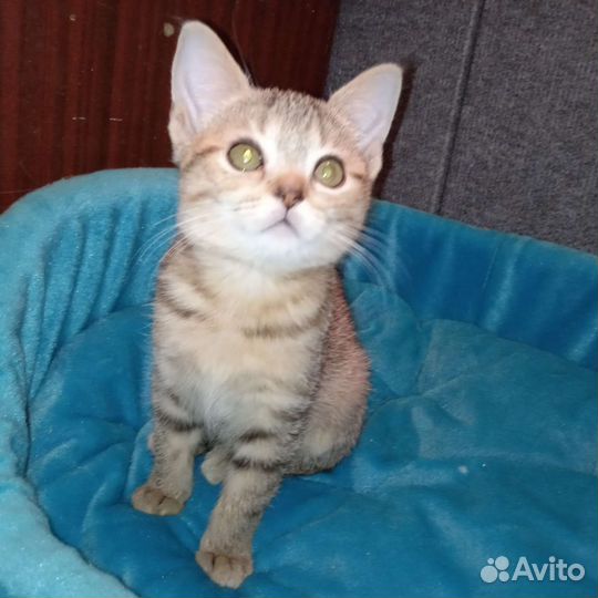 В добрые руки