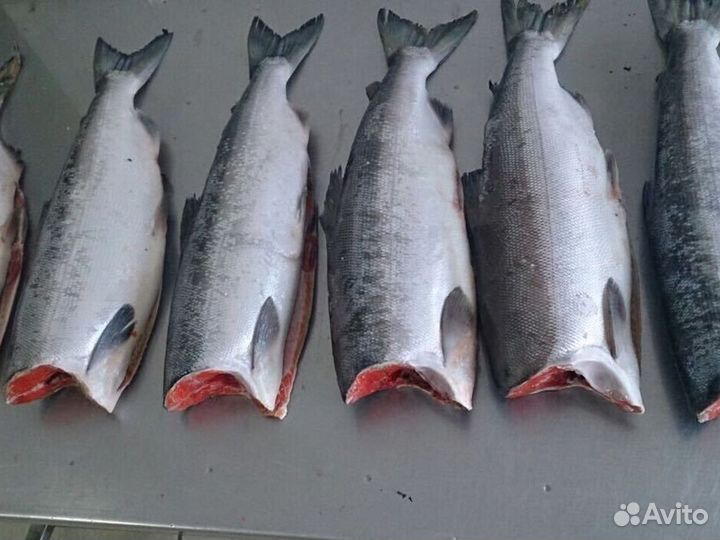 Нерка пбг оптом