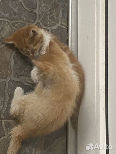 Котятки в добрые руки