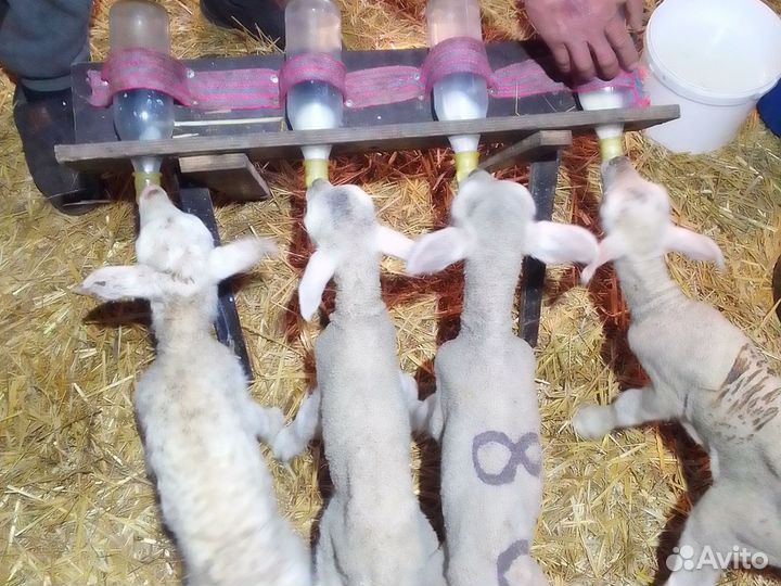 Овцы бараны ягнята