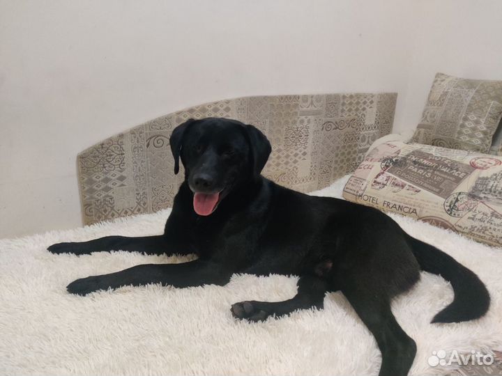 Лабрадор мальчик