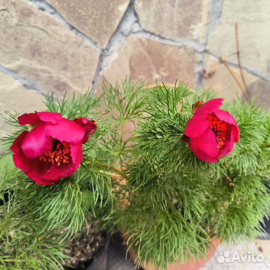 Пион майский