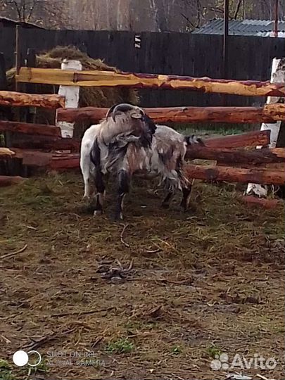 Козёл, козы