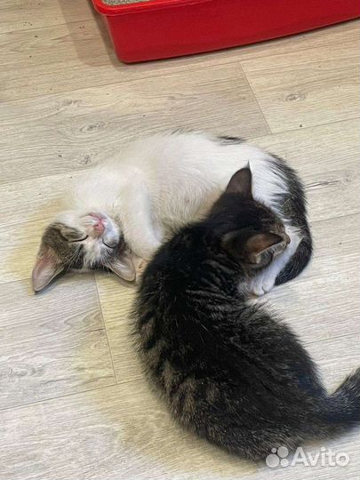 Котята в добрые руки бесплатно