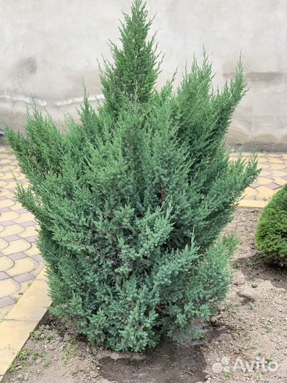 Можевельник