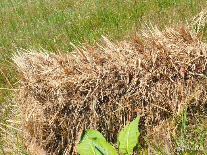 Сено в тюках