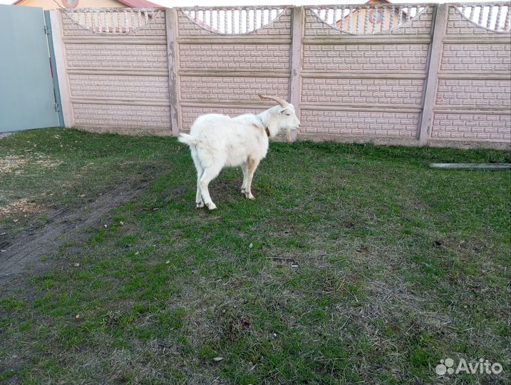 Козы и козлы